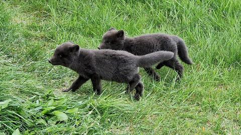 Yrðlingar voru taldir við greni á Hornströndum 2024, fæstir voru tveir en flestir átta 
