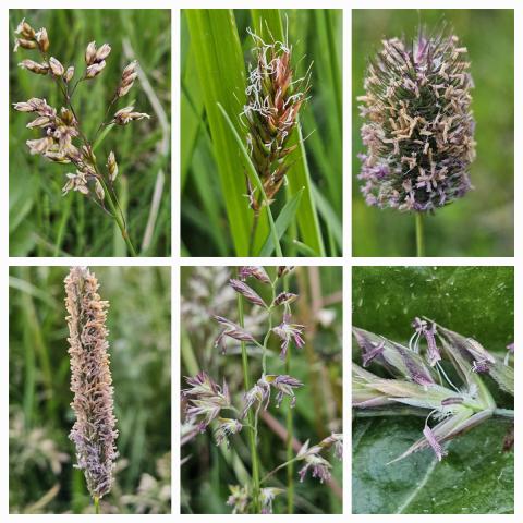 Gras í blóma, frjókorn myndast í fræflum plantna.