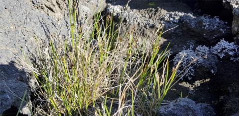 Mýrasef í apalhrauni á sunnanverðri Surtsey