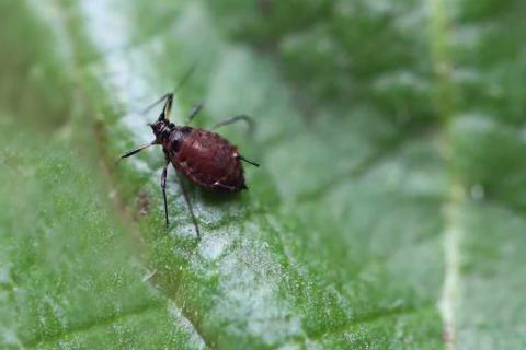 Fíflalús (Uroleucon taraxaci)