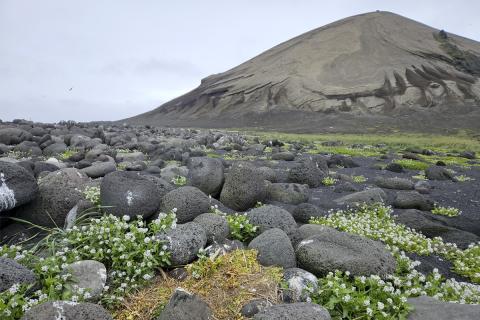 Máfshreiður innan um lábarða hnullunga og fjörukál á norðurtanga Surtseyjar