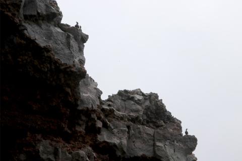 Teistur á klettasyllum í Surtsey 2024