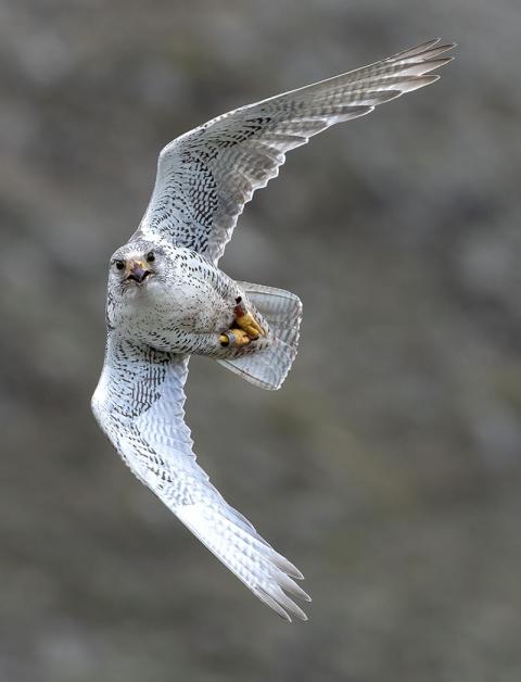Fullorðinn fálki; þessi karlfugl var merktur sem ungi í hreiðri sumarið 2011 og því 14 ára gamall er hann var myndaður nú í sumar á óðali sínu.