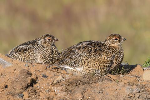 Stálpaðir rjúpuungar