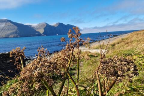 Fallegt veður í Hornvík og nóg af hvannarfræjum í boði.