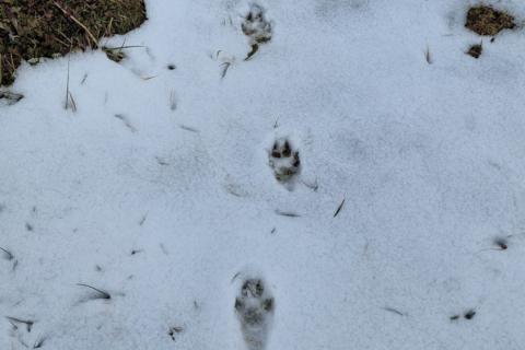 Ummerki eftir ref í nýföllnum snjó