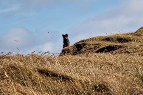 Refur á bjargbrún í Hornvík