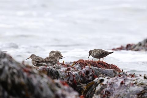 Sendlingar í fjöru í Hornsvík