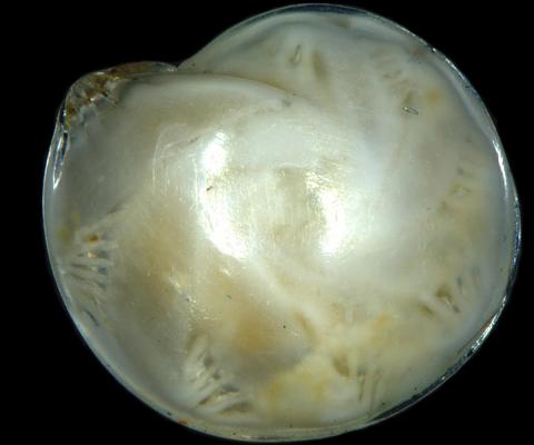 Götungategund (Foraminifera) af ættkvíslinni Lenticulina. Tegundarheitið er L. gibba