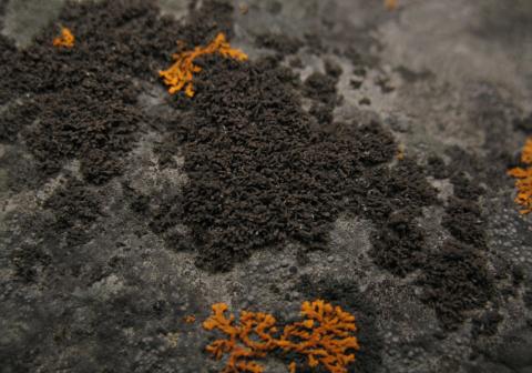 Strimlaflaga og Klettaglæða