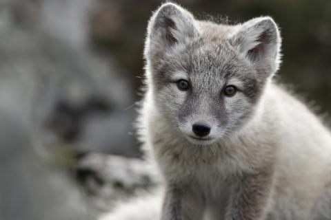 Refur frá Hornströndum