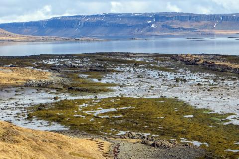 Þangklungur í Kjálkafirði á Barðaströnd