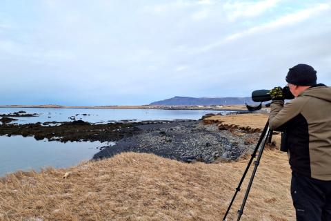 Ingvar Atli Sigurðsson telur fugla á Kjalarnesi að vetrarlagi.