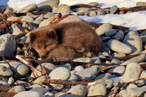 Refur af mórauðu litaafbrigði með ryðrauðum blæ í fjörunni