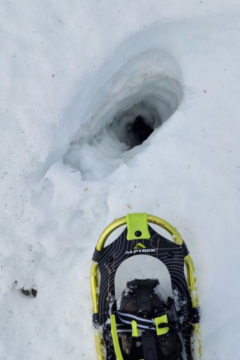 Djúp hola í snjónum við þekkt greni þar sem refur fór ofan í, líklega til að ná í æti sem grafið var þar í fyrrasumar eða haust.