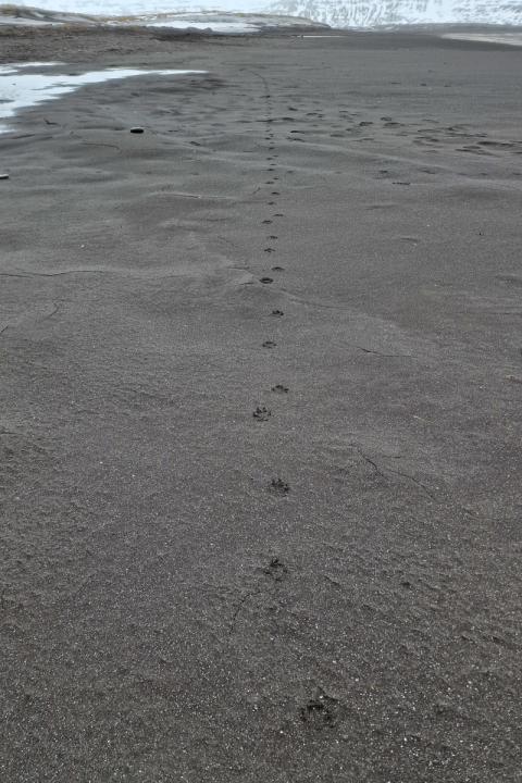 Spor eftir ref í fjörunni.