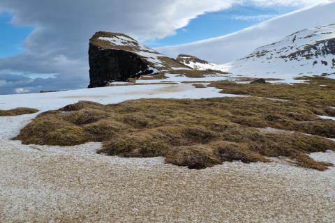 Uppi á bjargi í Miðdal nær snjórinn aldrei að festast vegna hvassviðris.