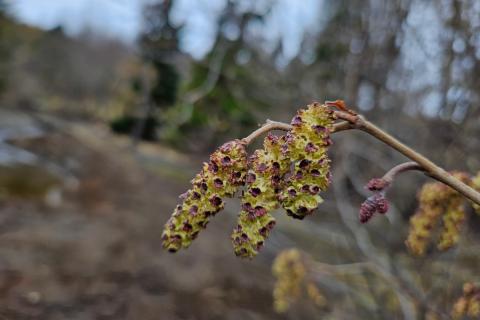 Á sólríkum svæðum eru blóm elris farin að opnast