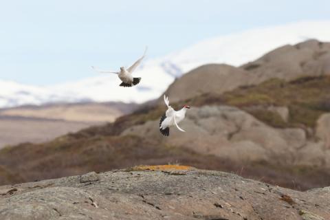 Rjúpur á flugi á Norðausturlandi.