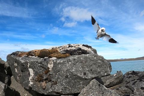 Snjótittlingur, karlfugl, að setjast á óðal sitt í Kvíslaveitum.
