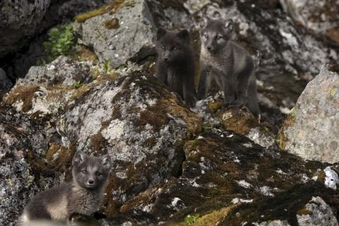 Þrír af sex yrðlingum á greni í Hornbjargi