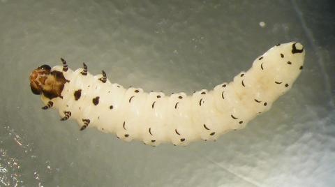 Lirfa birkiþélu (Fenusella nana) inni í laublaði hengibjarkar í garði á Akureyri í ágúst 2017