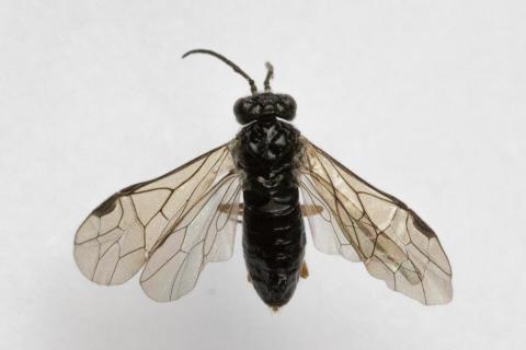 Fullorðin birkiþéla (Fenusella nana) fundin í Hafnarfirði í ágúst 2017