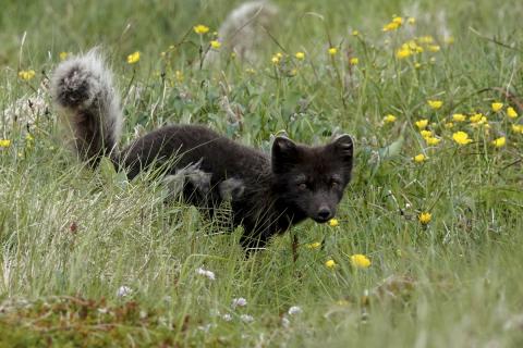 Mórauður refasteggur merkir landamæri óðals síns í Hornvík