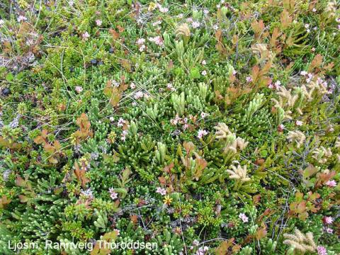 Fjölbreyttur gróður í lyngmóa, krækilyng, aðalbláberjalyng, litunarjafni og sauðamergur, í Hrísey