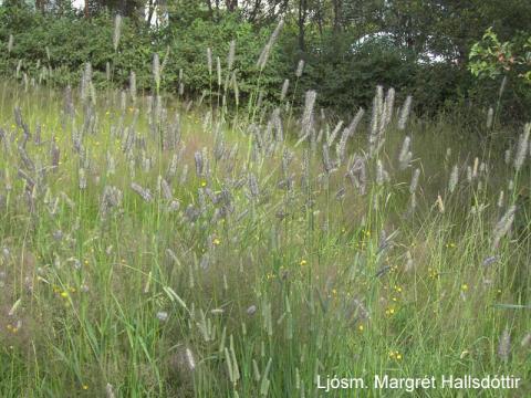 Blómgað vallarfoxgras við Stigahlíð