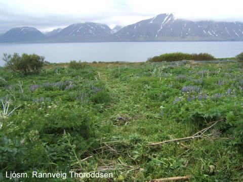 Brautir í gegnum lúpínubreiður í Hrísey