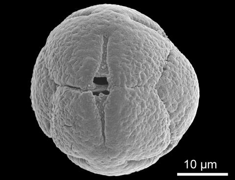 Frjókorn aðalbláberjalyngs (Vaccinium myrtillus)