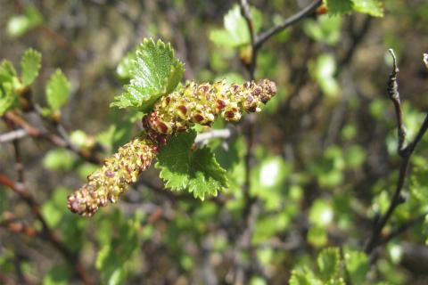 Birkirekill tilbúinn að dreifa frjóum sínum