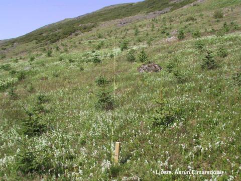 Fitjar í Skorradalur