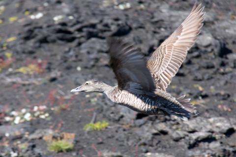 Æðarkolla flýgur lágt yfir hrauninu á suðausturhluta Surtseyjar
