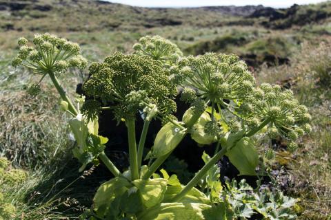 Ætihvönn blómstraði og þroskaði fræ í annað sinn á Surtsey