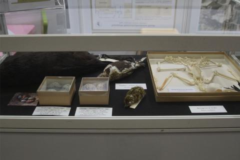 Sýningarbás Náttúrufræðistofnunar Íslands á Vísindavöku Rannís 2019