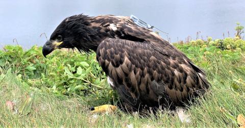 Hafarnarungi með senditæki