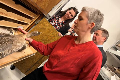 Anna Sveinsdóttir sviðsstjóri Vísindasafna og miðlunar sýnir Guðlaugi Þór Þórðarsyni umhverfis-, orku- og loftslagsráðherra eintak í dýrasafni stofnunarinnar. Með á myndinni er Eydís Líndal Finnbogadóttir forstjóri Náttúrufræðistofnunar Íslands.