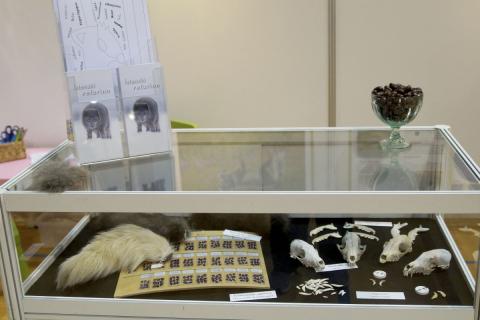 Vísindavaka 2018, Refur, Melrakki, Tófa, Aldursgreining, Tennur, Kjálkar, Hauskúpur