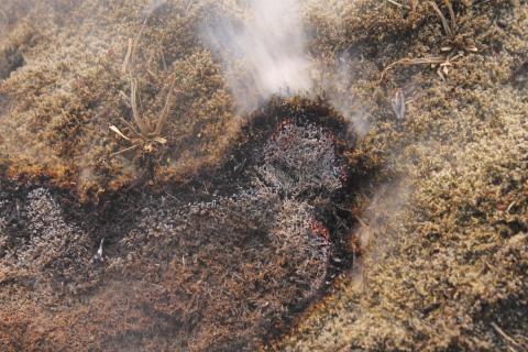 Eldur lætur lítið yfir sér í mosa en logar glatt í lyngi og grösum