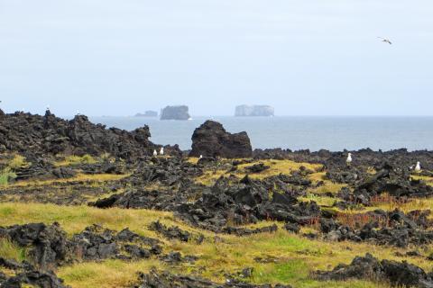 Sílamáfar í jaðri máfvarpsins í Surtsey