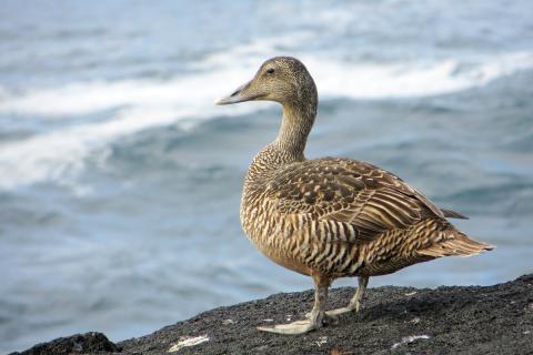 Æðarkolla við bjargbrún