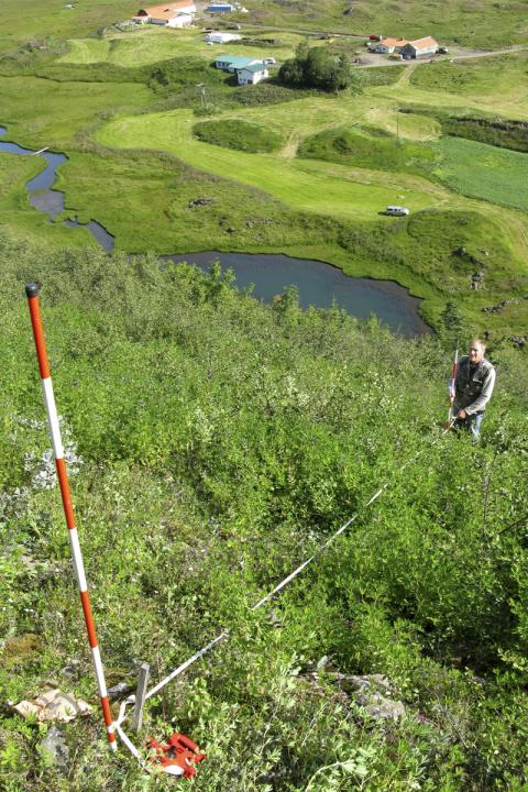 Gróður mældur í gamalli lúpínubreiðu á Ytrafjalli í Aðaldal árið 2011