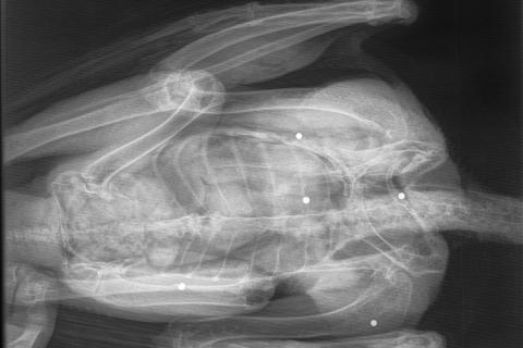 Röntgenmynd af fálka sem fannst deyjandi við Vatnsdalshóla 12. febrúar 2018. Í búknum voru fimm högl.