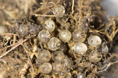 Eggjaklasi engjasnigils í rökum jarðvegi undir hraunhellu