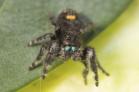 Krúnukönguló (Phidippus audax), ungviði. Slæðingur með vínberjum 2019.