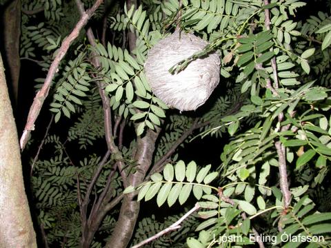 Trjágeitungsbú í tré