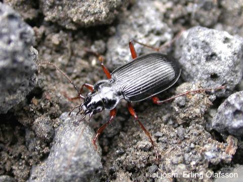 Járnsmiður - Nebria rufescens