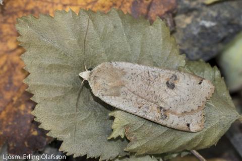 Gulygla úr fiðrildagildru á Tumastöðum